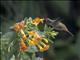 Santa Marta Blossomcrown (Anthocephala floriceps)