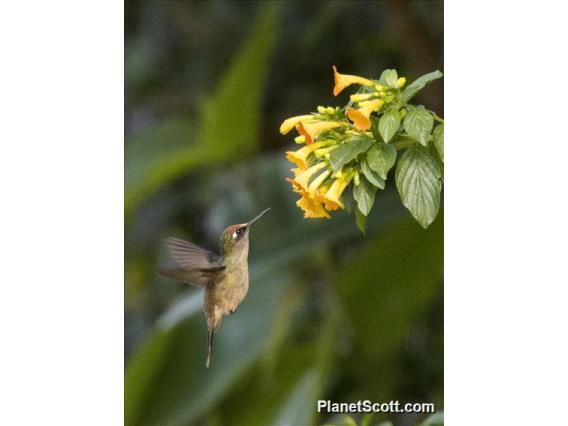 Santa Marta Blossomcrown (Anthocephala floriceps)