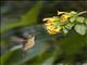 Santa Marta Blossomcrown (Anthocephala floriceps)