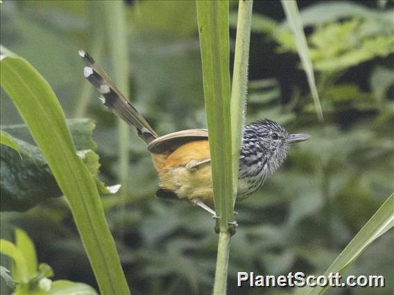 Santa Marta Antbird (Drymophila hellmayri)