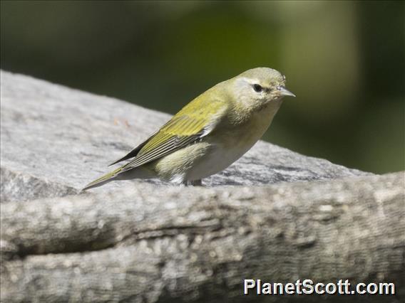 Tennessee Warbler (Leiothlypis peregrina)