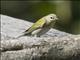 Tennessee Warbler (Leiothlypis peregrina)