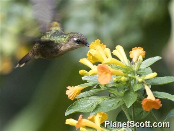 Crowned Woodnymph (Thalurania colombica) - Female