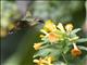 Crowned Woodnymph (Thalurania colombica) - Female