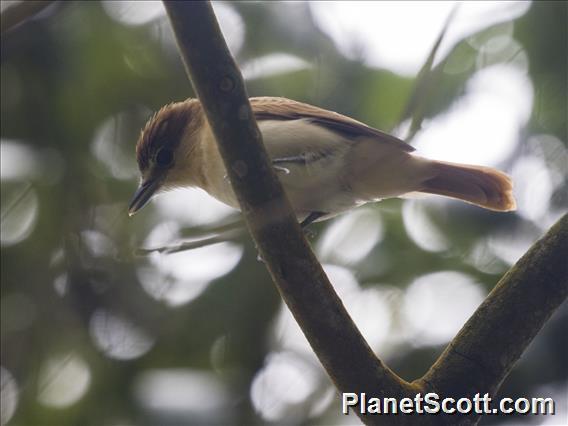 Cinnamon Becard (Pachyramphus cinnamomeus)