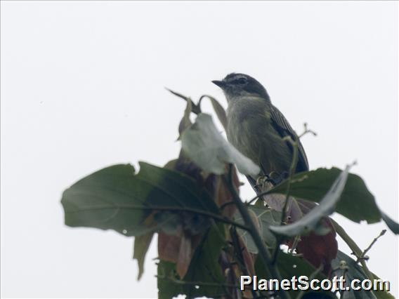 Spectacled Tyrannulet (Zimmerius improbus)