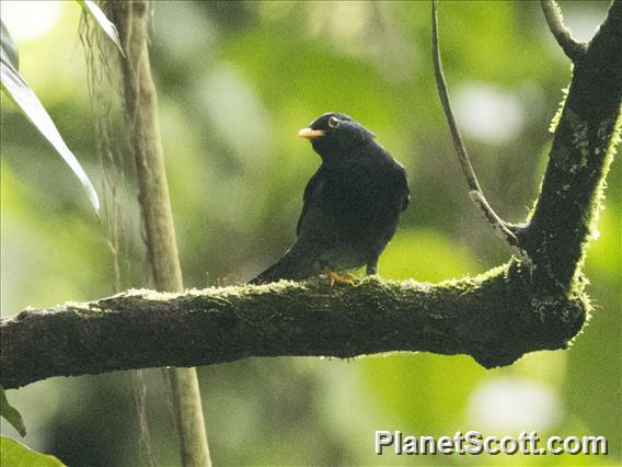 Yellow-legged Thrush (Turdus flavipes)