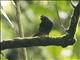 Yellow-legged Thrush (Turdus flavipes)