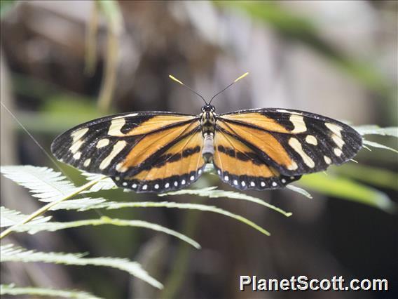 Tiger Mimic-Queen (Lycorea halia)