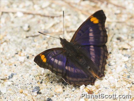 Pavon Emperor (Doxocopa pavon)