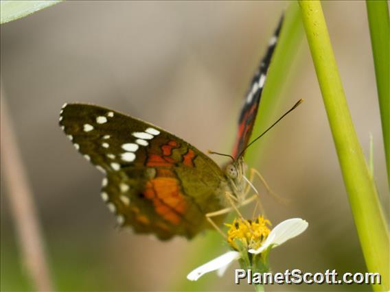 Red Peacock (Anartia amathea)