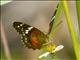 Red Peacock (Anartia amathea)