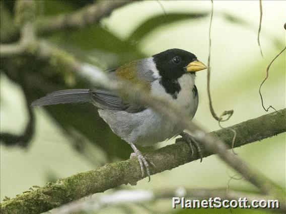 Golden-winged Sparrow (Arremon schlegeli)