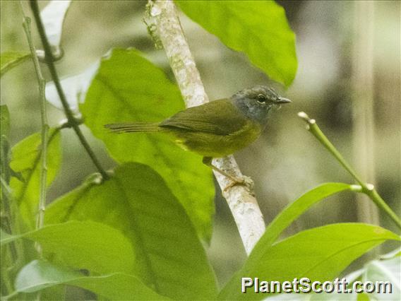 White-lored Warbler (Myiothlypis  conspicillata)