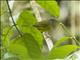 White-lored Warbler (Myiothlypis  conspicillata)