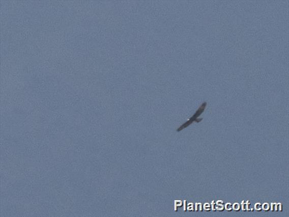 Black-and-white Hawk-Eagle (Spizaetus melanoleucus)