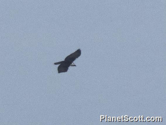 Black-and-white Hawk-Eagle (Spizaetus melanoleucus)