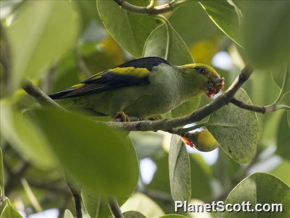 Lilac-tailed Parrotlet (Touit batavicus)