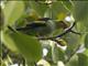 Lilac-tailed Parrotlet (Touit batavicus)