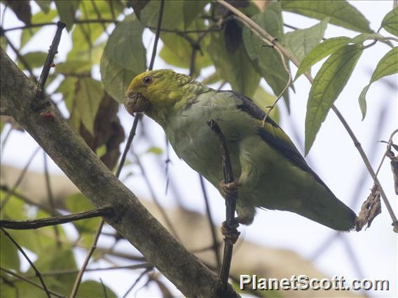 Lilac-tailed Parrotlet (Touit batavicus)