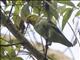 Lilac-tailed Parrotlet (Touit batavicus)