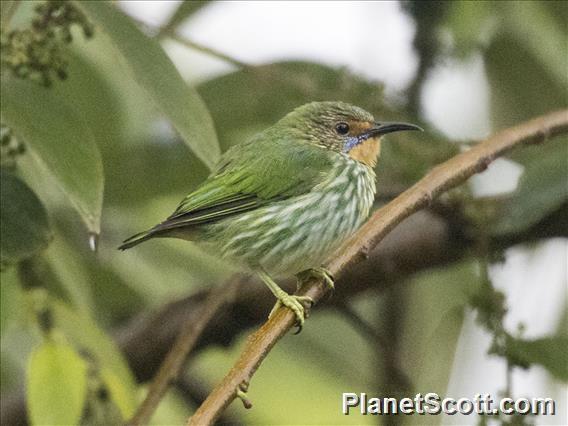 Purple Honeycreeper (Cyanerpes caeruleus) - Female