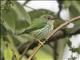 Purple Honeycreeper (Cyanerpes caeruleus) - Female