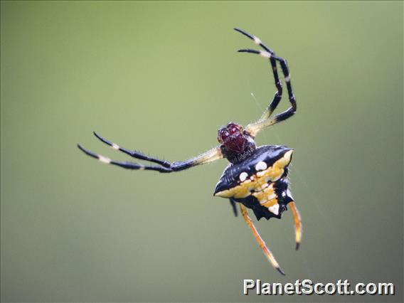 Orbweaver Spider (Verrucosa sp)