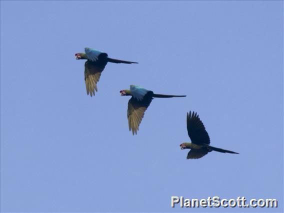 Military Macaw (Ara militaris)