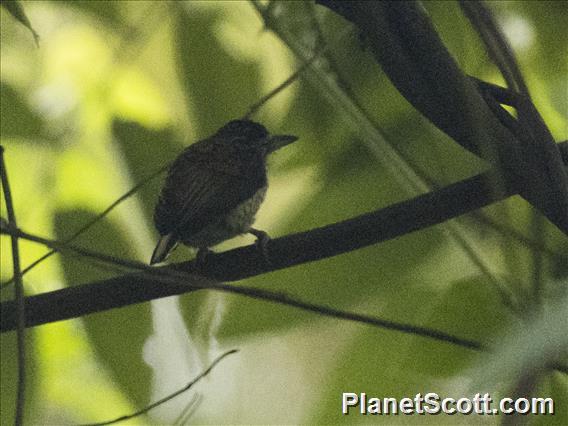 Scaled Piculet (Picumnus squamulatus)