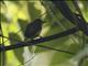 Scaled Piculet (Picumnus squamulatus)