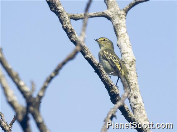 Golden-faced Tyrannulet (Zimmerius chrysops)