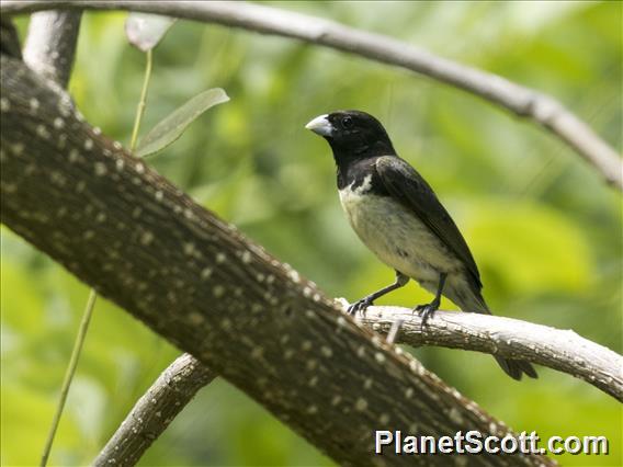 Yellow-bellied Seedeater (Sporophila nigricollis)