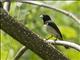 Yellow-bellied Seedeater (Sporophila nigricollis)