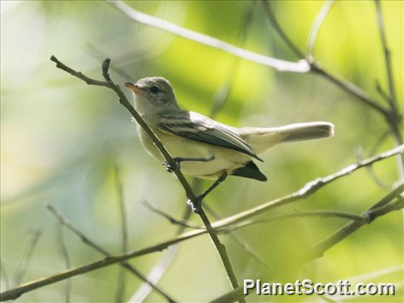 Bell's Vireo (Vireo bellii)