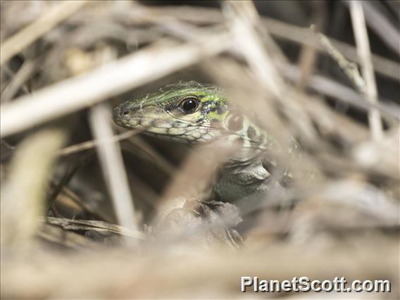 Whiptail (Teiidae sp)