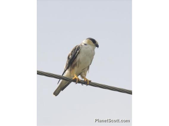 Pearl Kite (Gampsonyx swainsonii)