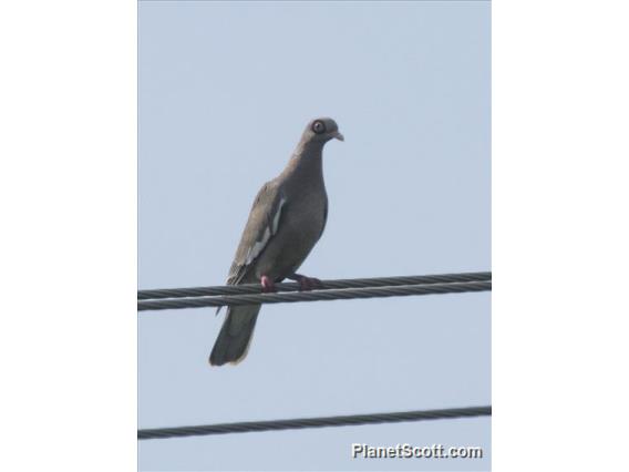 Bare-eyed Pigeon (Patagioenas corensis)