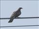 Bare-eyed Pigeon (Patagioenas corensis)