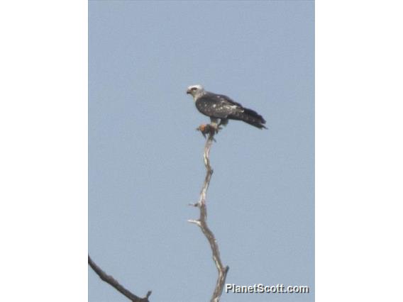 Mississippi Kite (Ictinia mississippiensis)