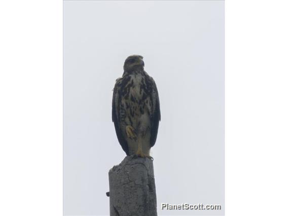 Common Black-Hawk (Buteogallus anthracinus) - Juvenile