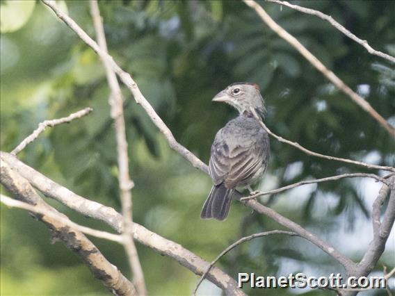 Pileated Finch (Coryphospingus pileatus) - Male