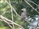 Pileated Finch (Coryphospingus pileatus) - Male