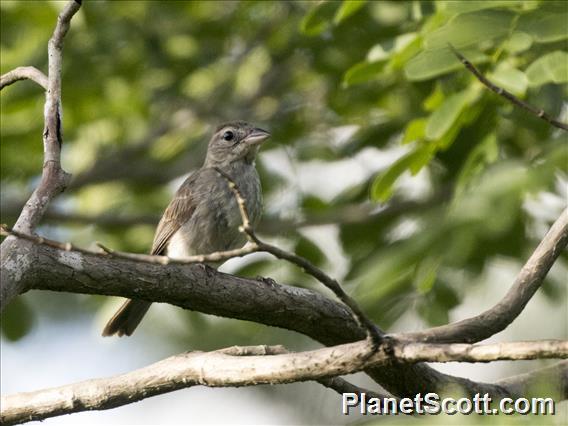 Pileated Finch (Coryphospingus pileatus) - Female