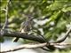 Pileated Finch (Coryphospingus pileatus) - Female