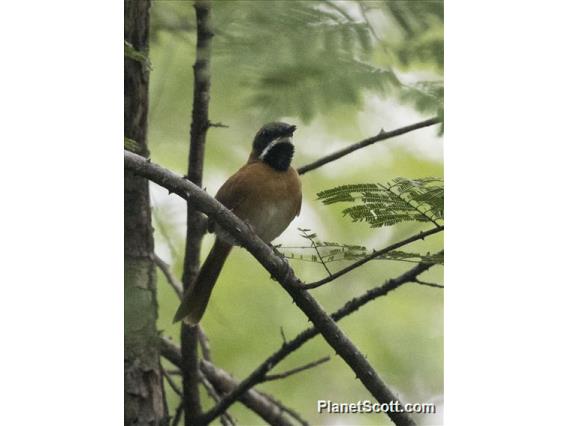 White-whiskered Spinetail (Synallaxis candei)