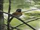 White-whiskered Spinetail (Synallaxis candei)