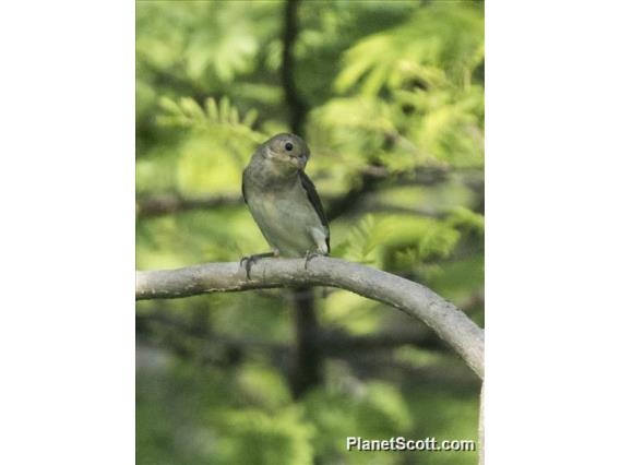 Black-faced Grassquit (Melanospiza bicolor) - Immature