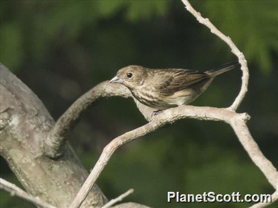 Blue-black Grassquit (Volatinia jacarina) - Female