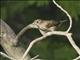 Blue-black Grassquit (Volatinia jacarina) - Female